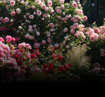 Getting Roses Ready for Winter