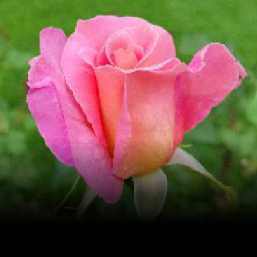 Tips for Pruning Roses