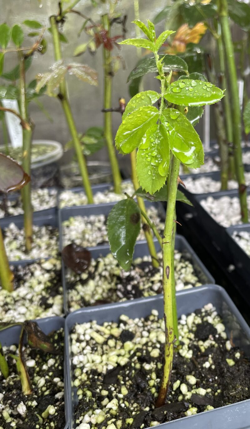 Propagating roses from cuttings.